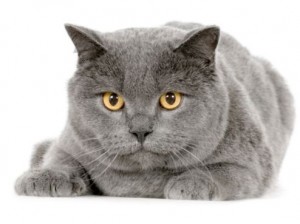 gatto-certosino