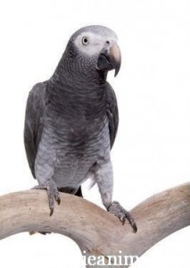 P. erithacus timneh