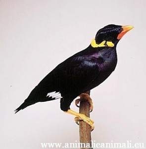 gracula religiosa