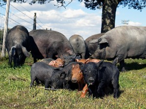 maiale allevato all'aperto