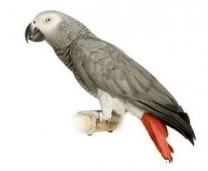 pappagallo cenerino