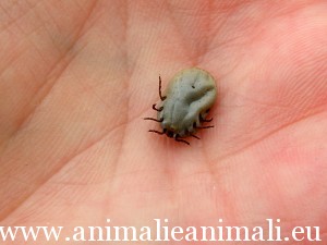 zecca-Ixodes_ricinus_2