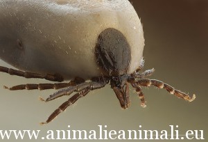 zecca-tbe_immunization_pp