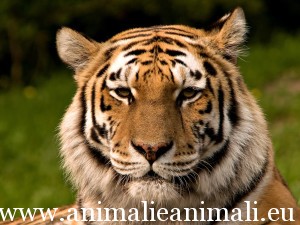 tigre