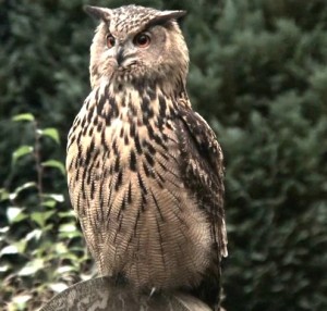 bubo-bubo