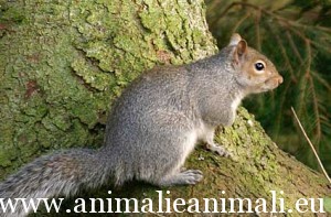 grey-squirrel
