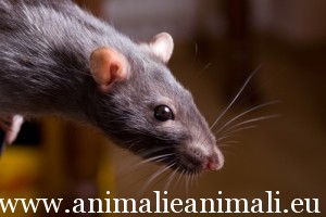 ratto