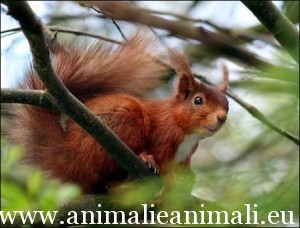 scoiattolo rosso
