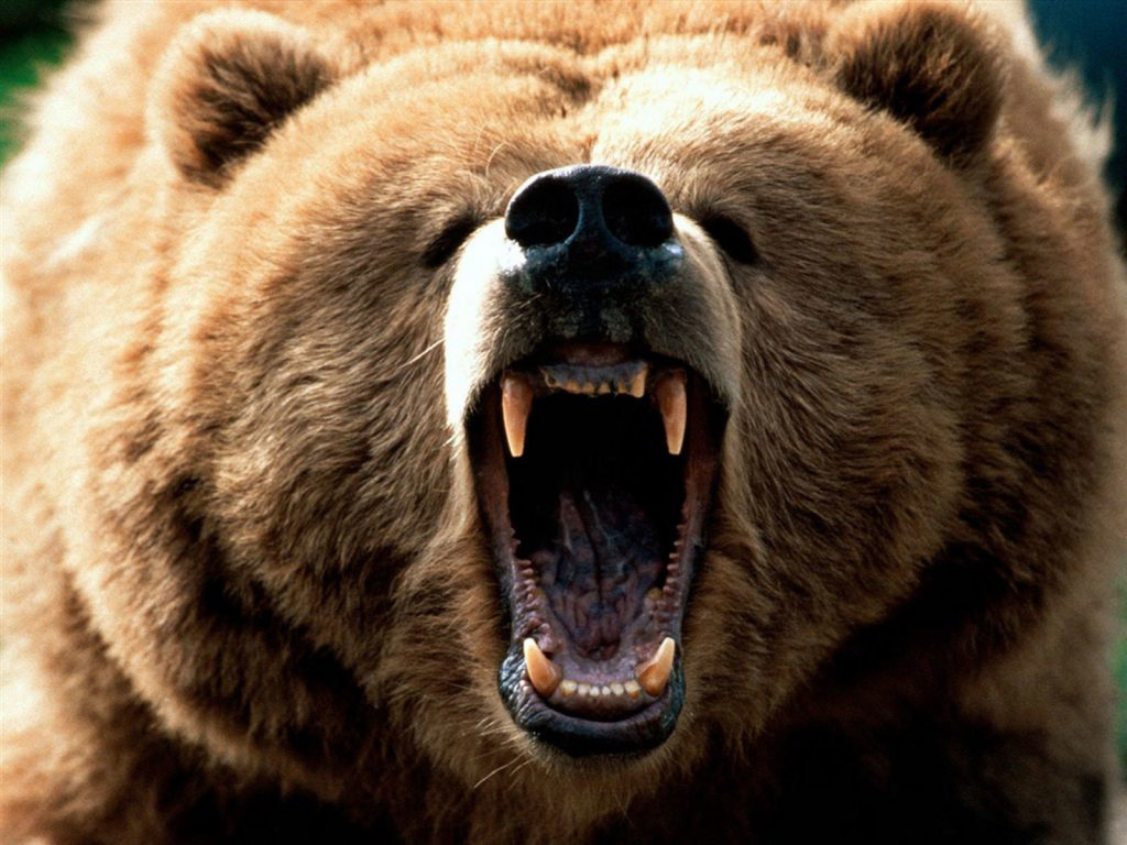 Ursus arctos