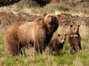 Ursus-arctos-horribilis