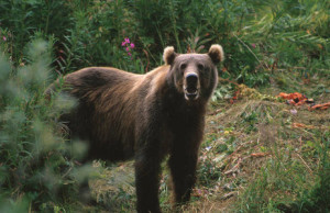 Ursus arctos2