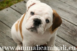 bulldog3