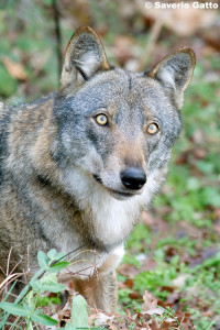 canis lupus italicus