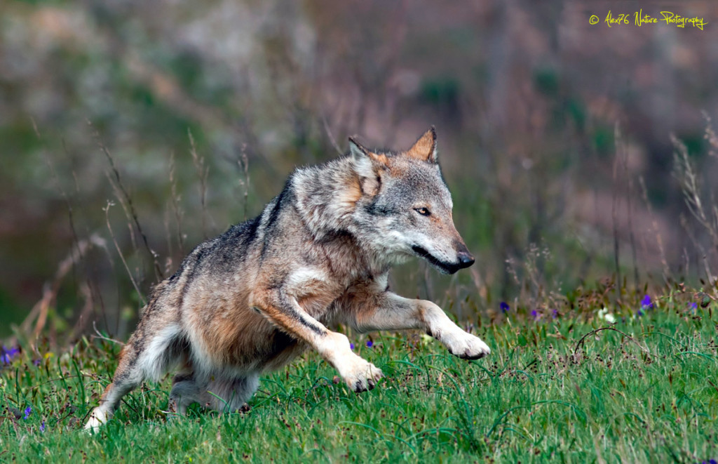 canis lupus italicus2