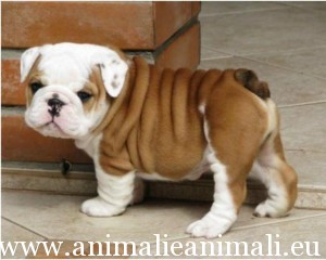regalo-cuccioli-di-bulldog-inglese_98785122226105177