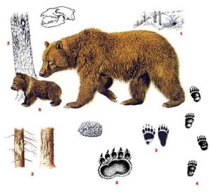 ursus-arctos-tegn