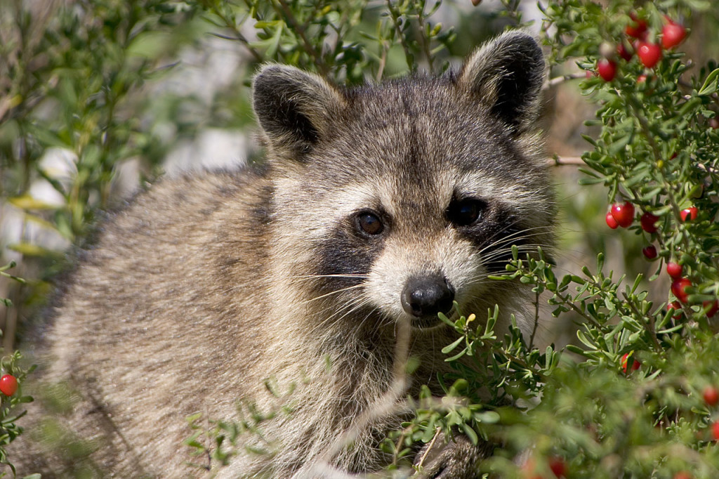 Procyon lotor