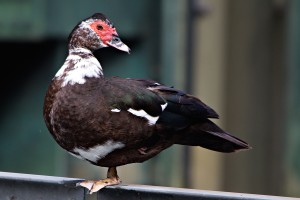 anatra muta 2