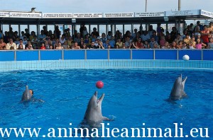 immaginiDelfinarioRimini_Delfinario_4