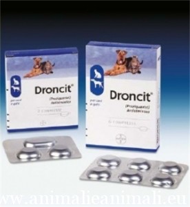 droncit