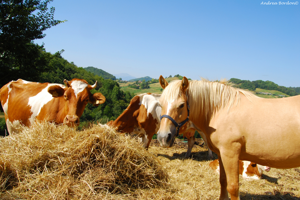 Animali della Fattoria