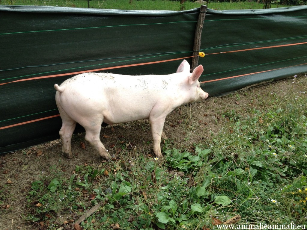 maiale allevato a casa