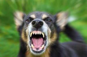 cane aggressivo