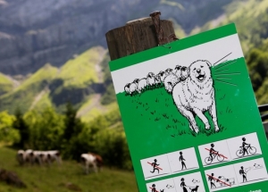 A sign warning walkers about the presence of Great Pyrenees dogs with cattle is pictured near Les Diablerets July 31, 2012. Swiss farmers use Great Pyrenees dogs to protect their cattle from wolves. In early 2012, the Swiss Federal Office for Environment counted five wolves have entered the country out of the 70 to 200 that live in France and Italy. Picture taken July 31, 2012.  REUTERS/Denis Balibouse (SWITZERLAND - Tags: AGRICULTURE ANIMALS SOCIETY)