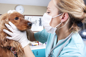 Lady veterinary examining the dog