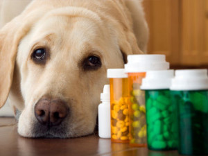 farmaco-veterinario
