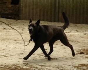 cane alla catena2