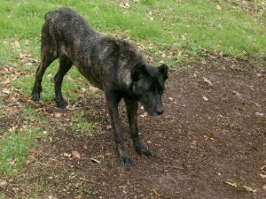 dogo sardo