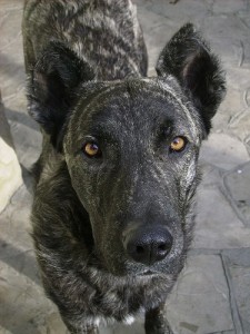 dogosardoreducida2-vi