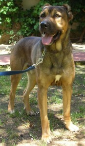 dogo sardo