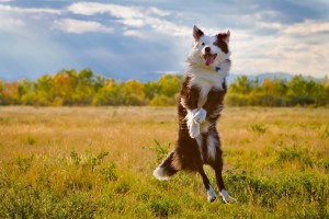 scegliere crocchette per cani migliori