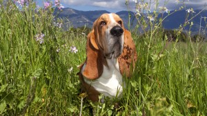 scegliere crocchette per cani migliori