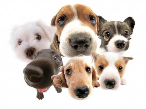 page_44393-dogs-cute-dogs-wallpaper