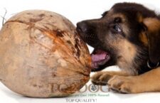 cocco per cani