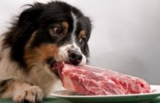 cibo per cani troppo proteico