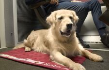 viaggiare in treno con il cane