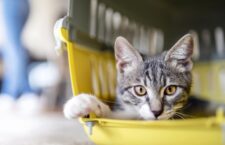 viaggiare in treno con il gatto