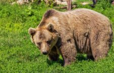 come-comportarsi-con-orso