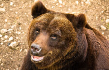 orso marsicano