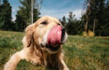 il-cane-ha-mangiato-cacca