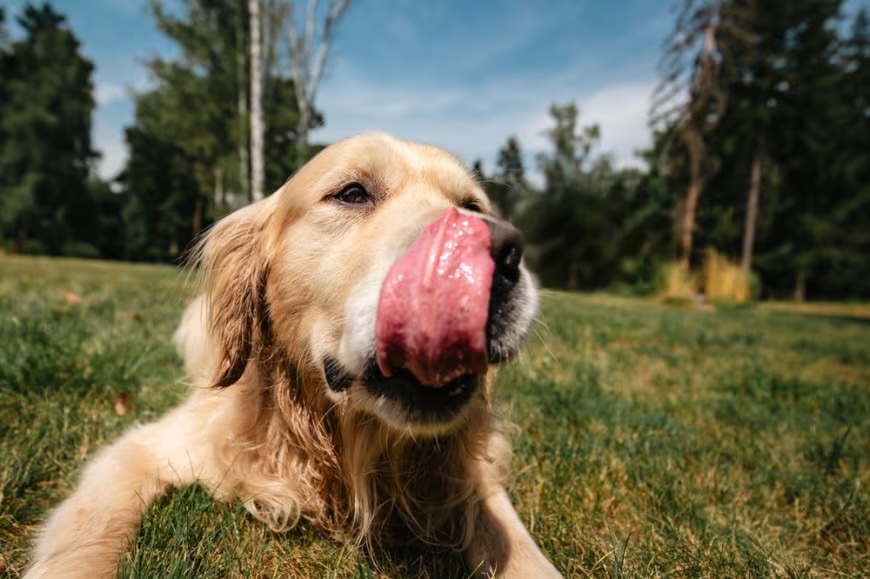 il-cane-ha-mangiato-cacca