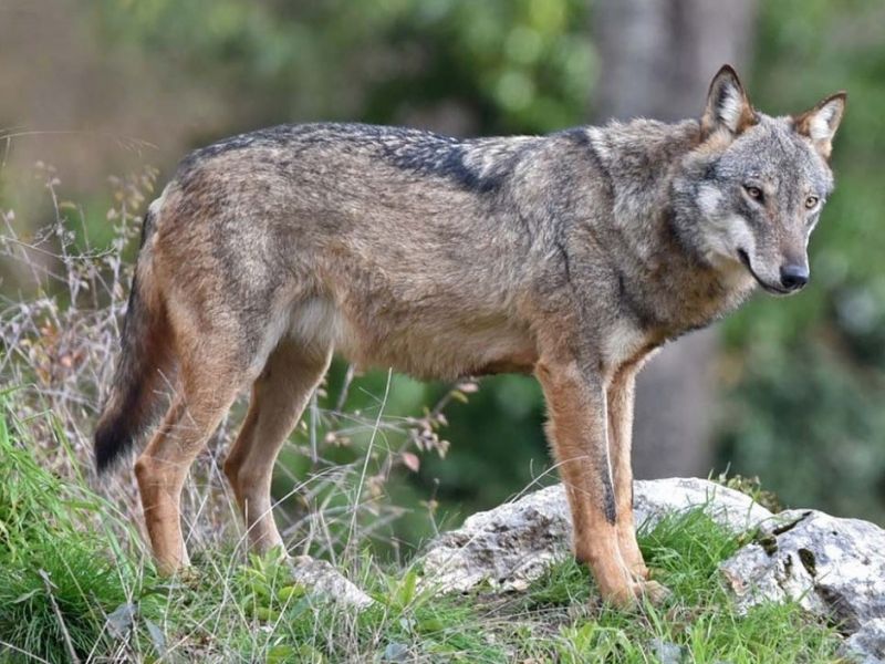 lupo in Italia